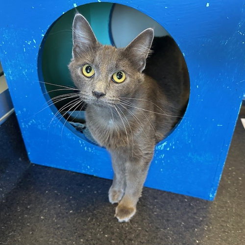 Tuna, Adult Domestic Long Hair (long coat), cat for adoption in Burlingame, California