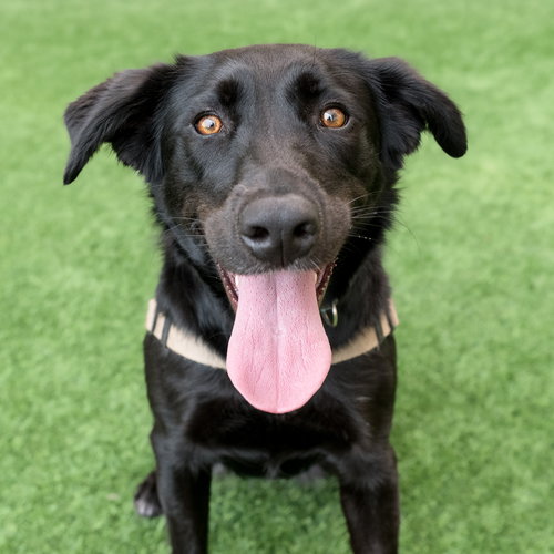 Harley, an adoptable Border Collie in Burlingame, CA