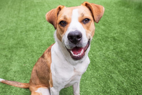 Bailey, an adoptable Beagle in Burlingame, CA