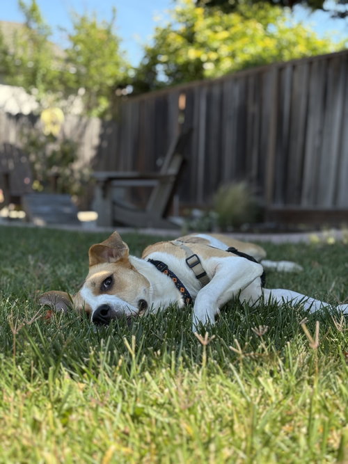 Bailey photo 3