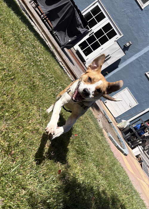 Bailey photo 4