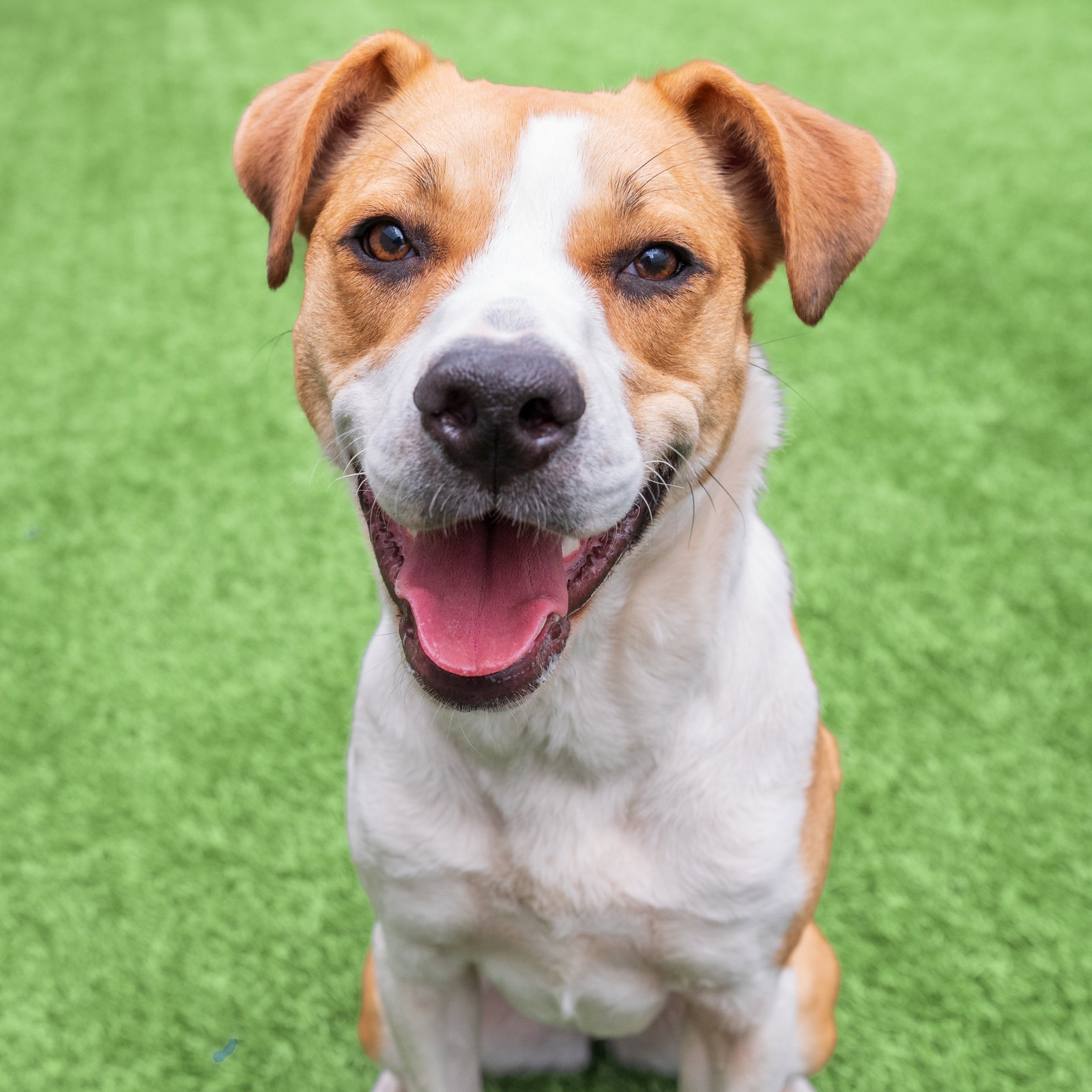 Dog Adoption - Peninsula Humane Society & SPCA in Burlingame, CA