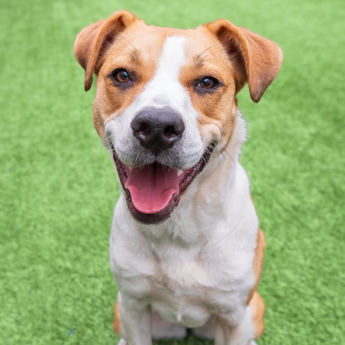 Bailey, a dog for adoption from Peninsula Humane Society & SPCA