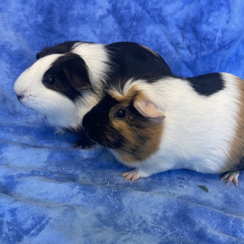 Machu & Pichu(F)