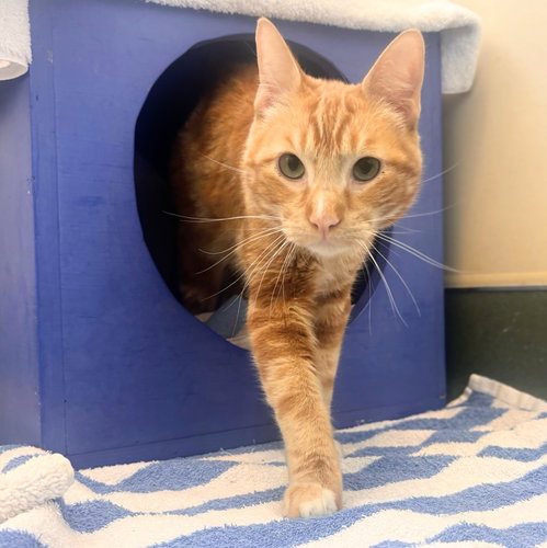 Oscar, an adoptable Domestic Short Hair in Burlingame, CA