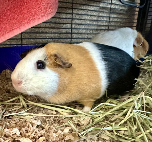 Emerson & Marshmallow(F)