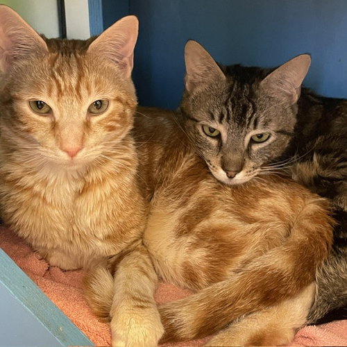 Jack & Oliver, an adoptable Domestic Short Hair in Burlingame, CA
