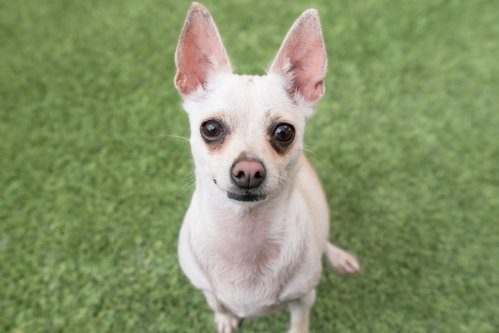 Luna, an adoptable Chihuahua in Burlingame, CA