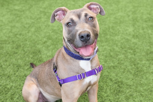 Strawberry  the Puppy!, an adoptable Pit Bull Terrier in Burlingame, CA