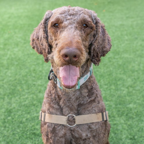 Morty the Senior!, an adoptable Labrador Retriever in Burlingame, CA