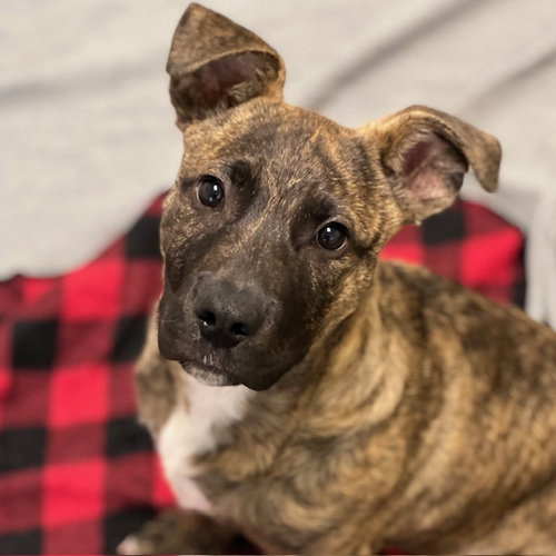 Toby the Puppy!, an adoptable Pit Bull Terrier in Burlingame, CA