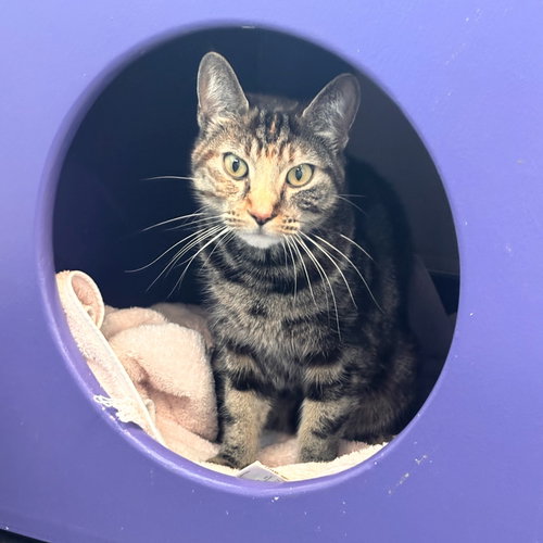 Polly Pocket, an adoptable Domestic Short Hair in Burlingame, CA