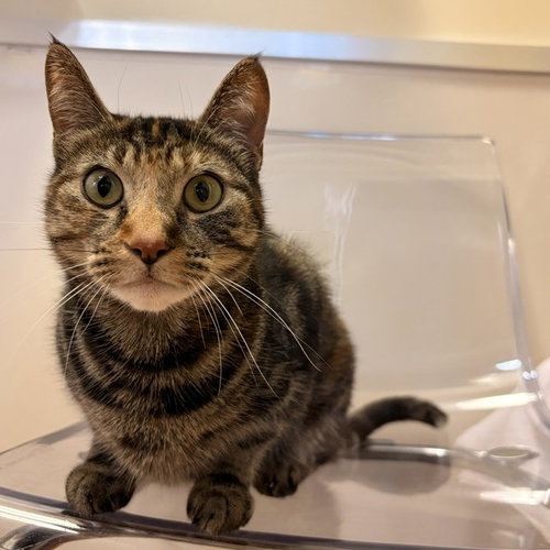 Polly Pocket, Adult Domestic Short Hair / Torbie (short coat), cat for adoption in San Bruno, California