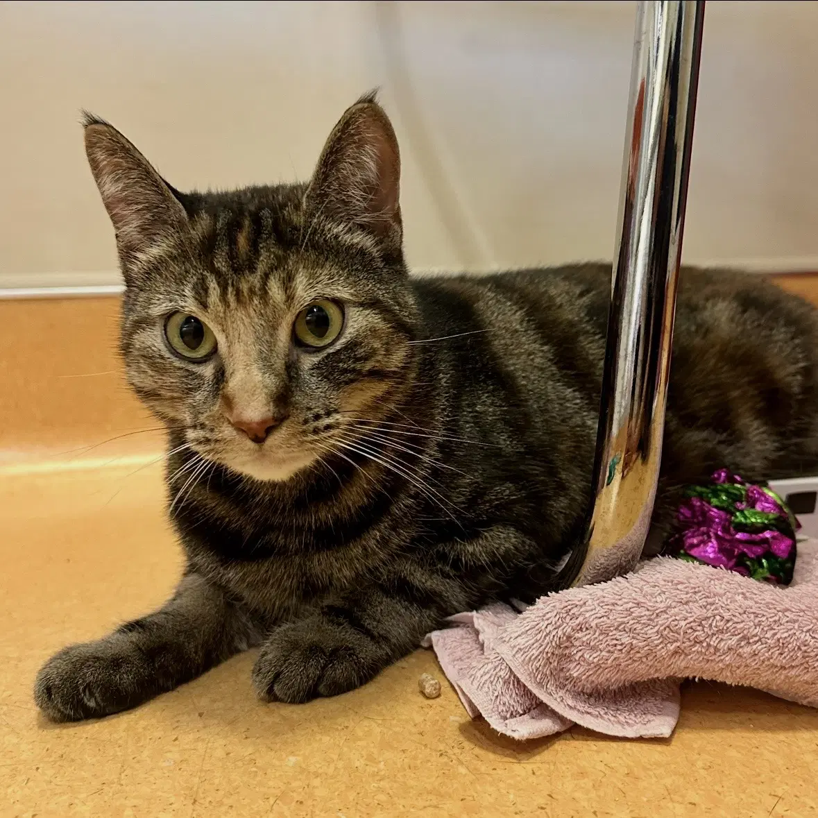 Polly Pocket - Domestic Short Hair