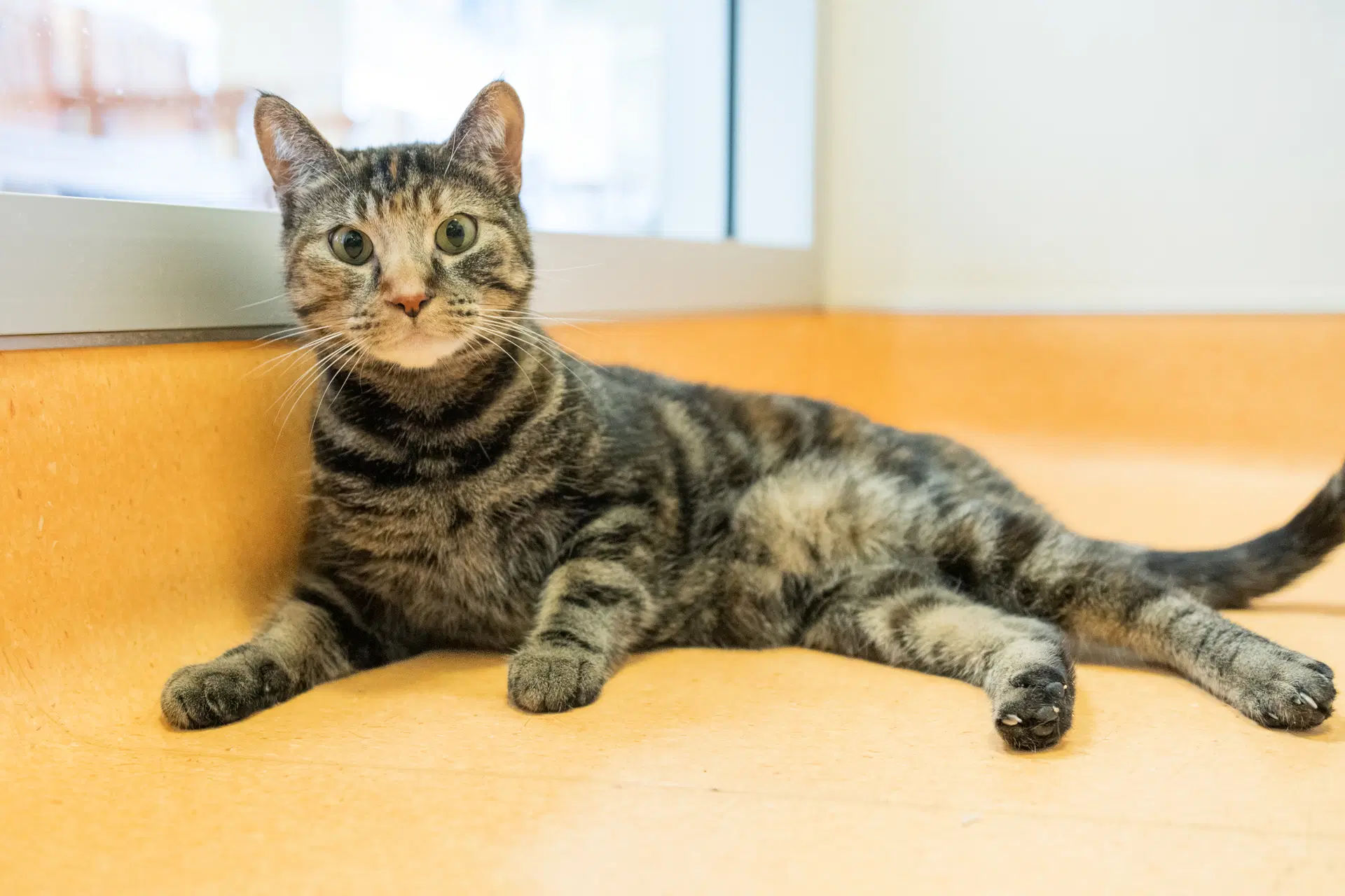 Polly Pocket - Domestic Short Hair