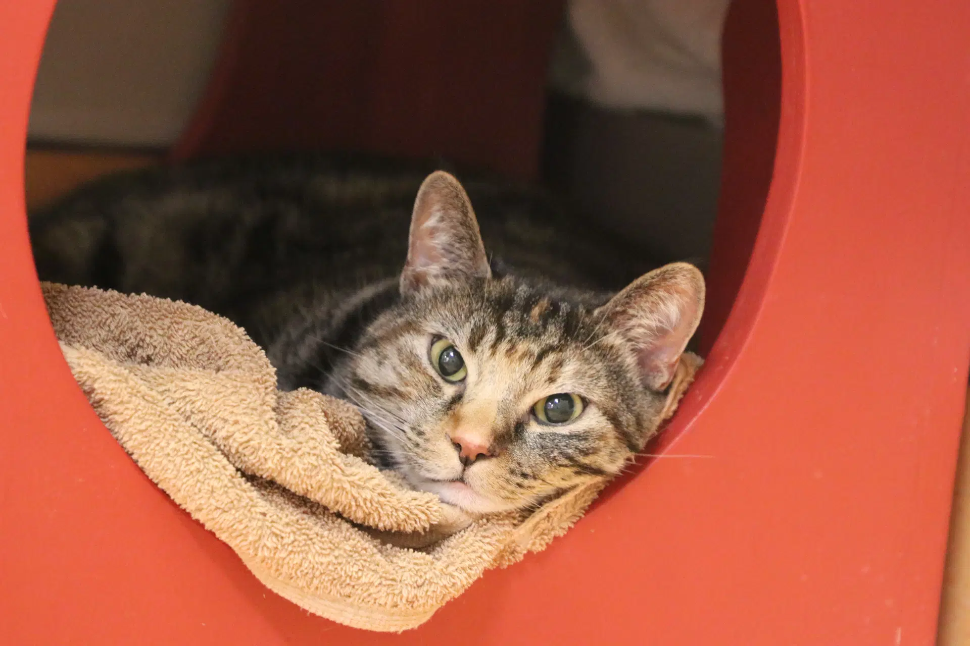 Polly Pocket - Domestic Short Hair