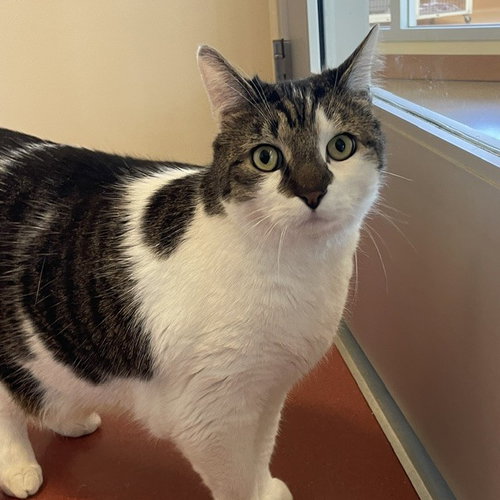 Bubs, an adoptable Domestic Short Hair in Burlingame, CA