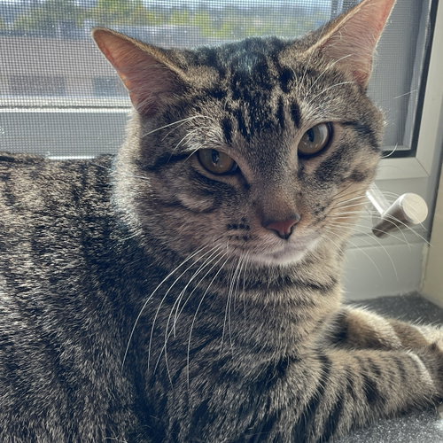 Lilo&Stitch, an adoptable Domestic Short Hair in Burlingame, CA