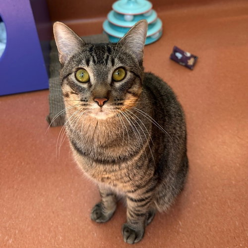 Lilo&Stitch, Adult Domestic Short Hair, cat for adoption in San Rafael, California