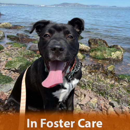 Robin, an adoptable Pit Bull Terrier in Burlingame, CA