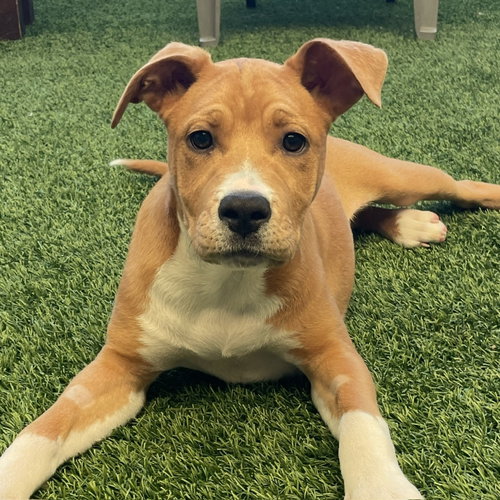 Tonks the Puppy!, an adoptable Pit Bull Terrier in Burlingame, CA