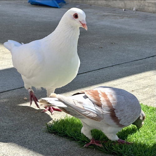 Pastel & Shortcake, a poultry for adoption from Peninsula Humane Society & SPCA