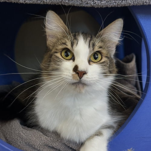 Haile, Adult Domestic Medium Hair (medium coat), cat for adoption in San Rafael, California
