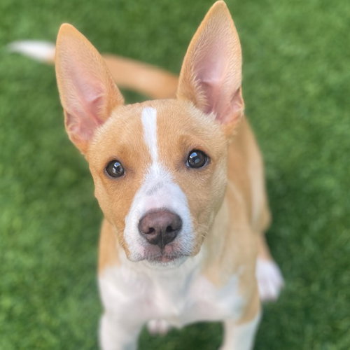 Chulita the Puppy!