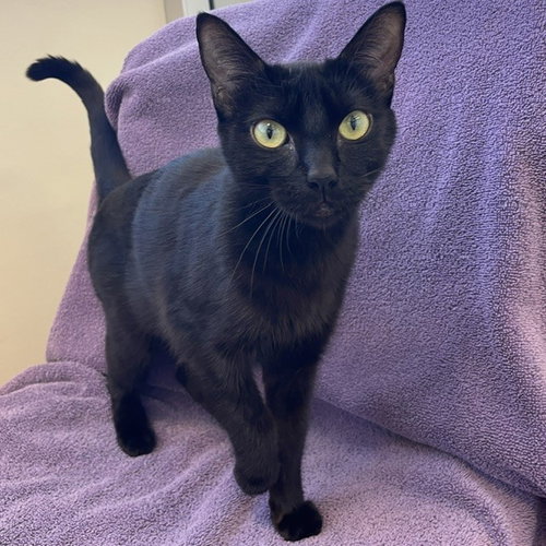 Mia, Adult Domestic Short Hair (short coat), cat for adoption in San Rafael, California