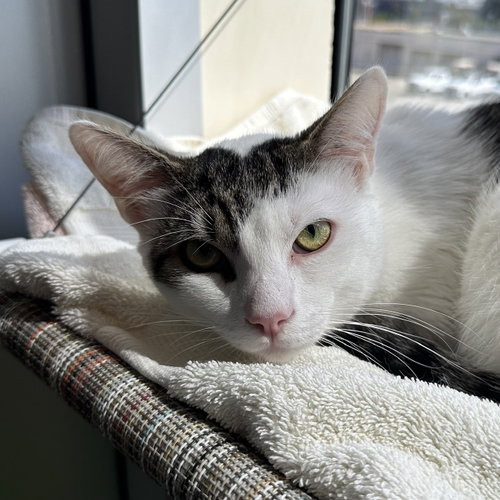 Kevin, Adult Domestic Short Hair (short coat), cat for adoption in San Rafael, California