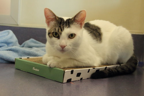 Kevin & Little Lady, an adoptable Domestic Short Hair in Burlingame, CA