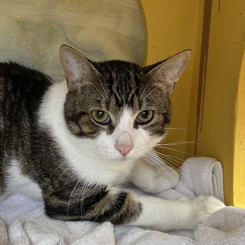 Taz, Adult Domestic Short Hair (short coat), cat for adoption in San Rafael, California