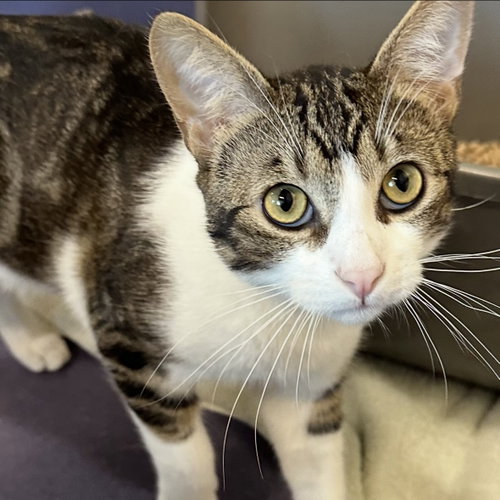Taz, Adult Domestic Short Hair (short coat), cat for adoption in San Bruno, California