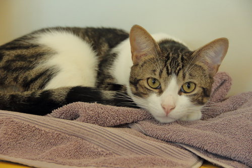Taz, an adoptable Domestic Short Hair in Burlingame, CA