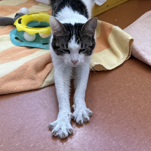 Little Lady, Adult Domestic Short Hair (short coat), cat for adoption in San Rafael, California