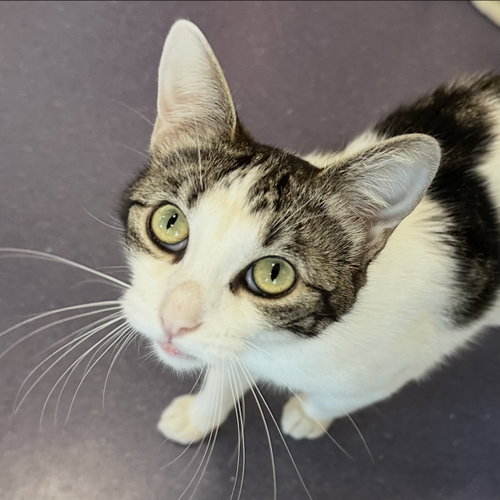 Little Lady, Adult Domestic Short Hair (short coat), cat for adoption in San Bruno, California
