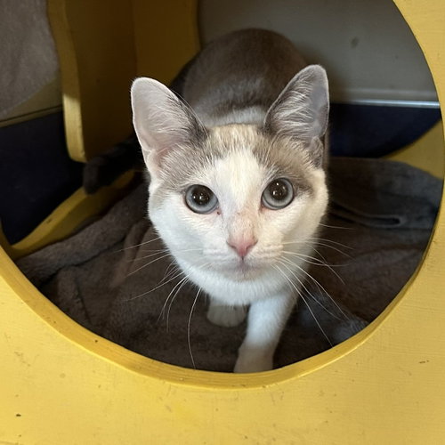 Sua, Adult Domestic Short Hair (short coat), cat for adoption in San Rafael, California