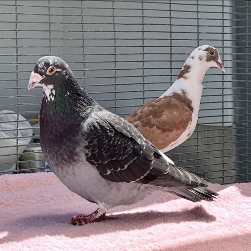 Petunia & Bonito, a poultry for adoption from Peninsula Humane Society & SPCA