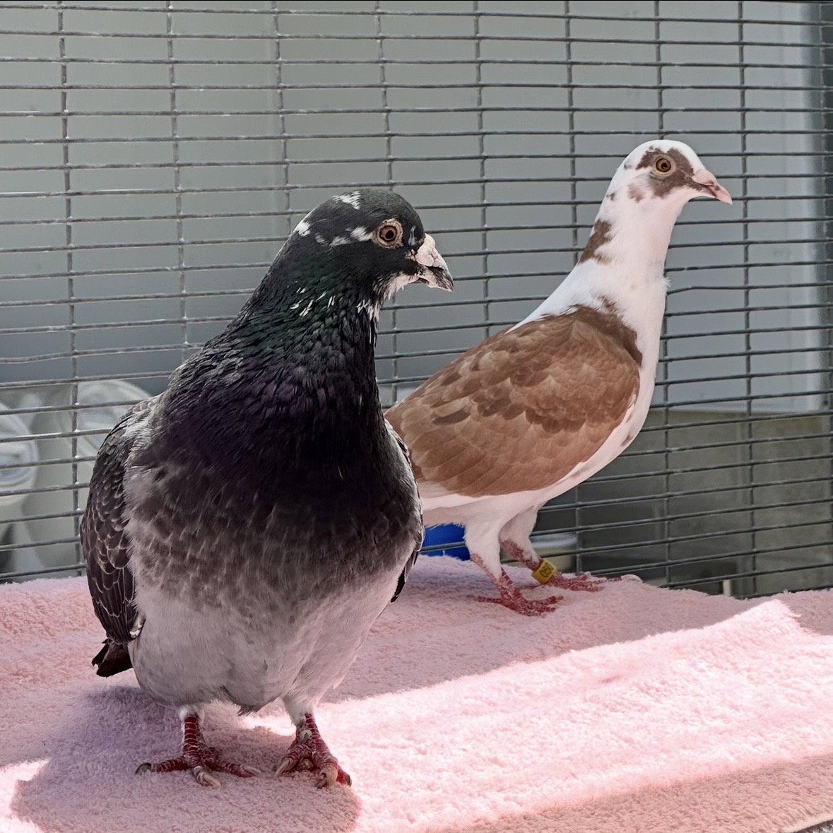 Petunia & Bonito, photo 2