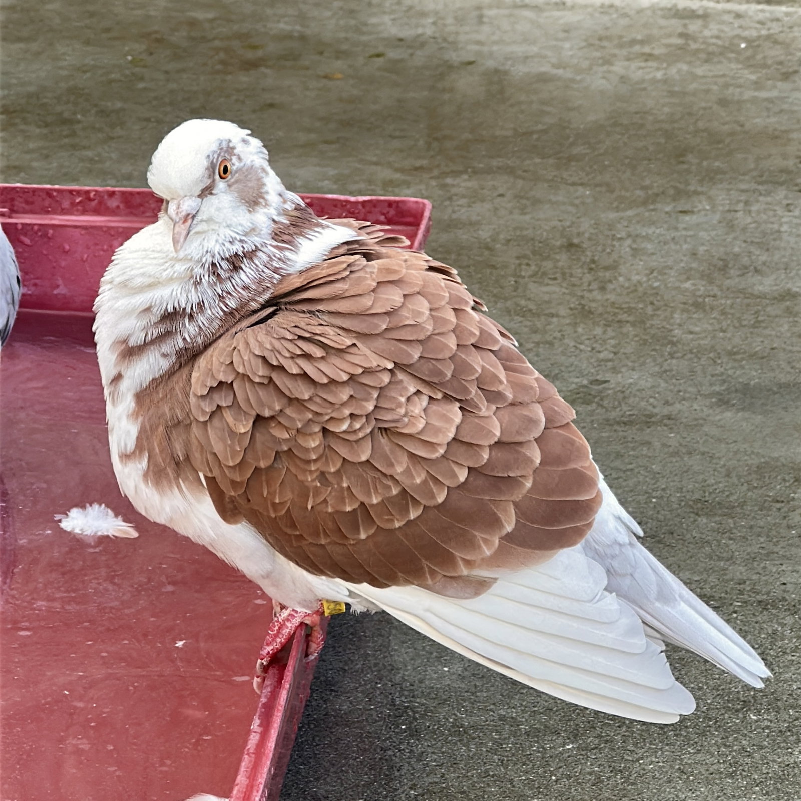 Petunia & Bonito, photo 5