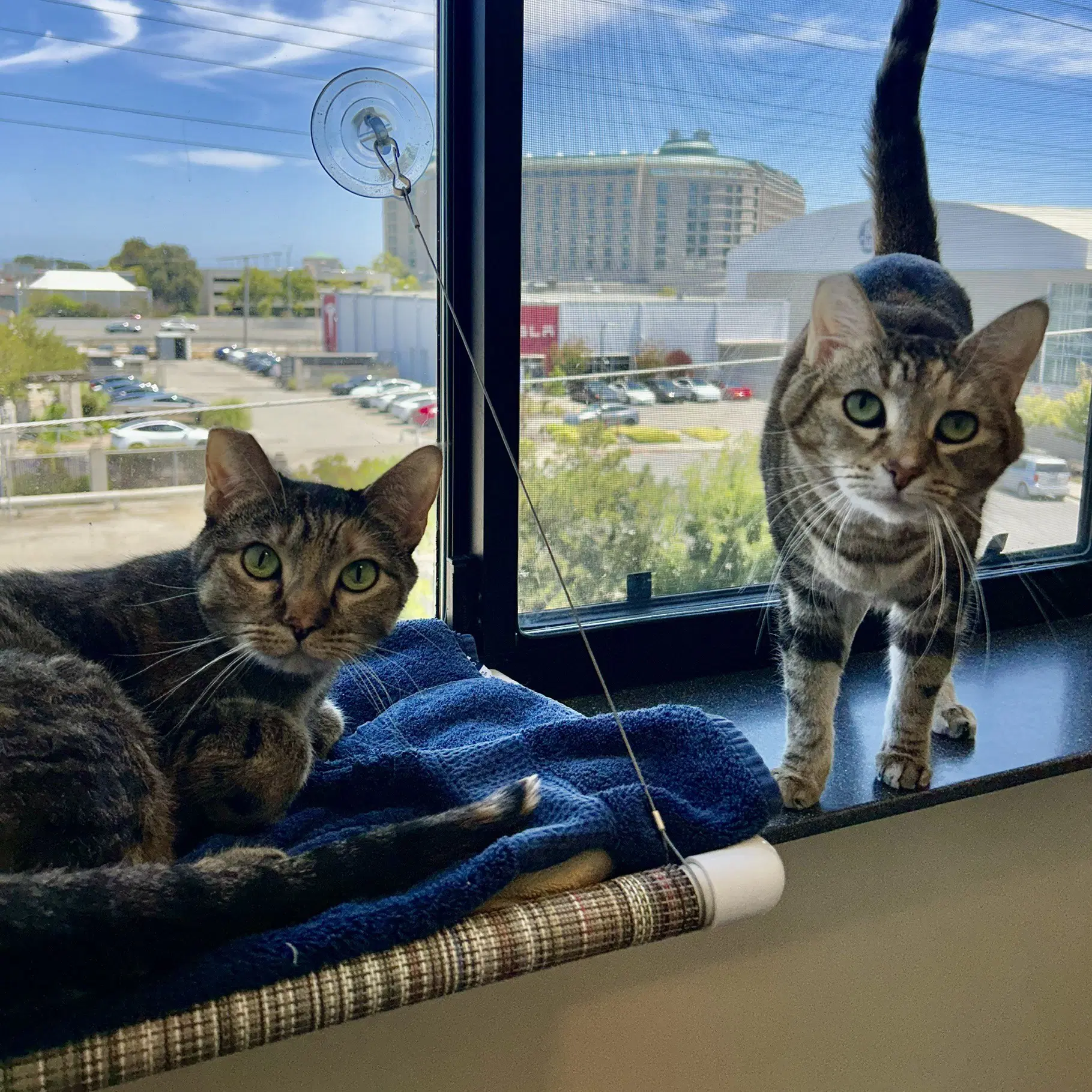 Pookie  Angel - Domestic Short Hair