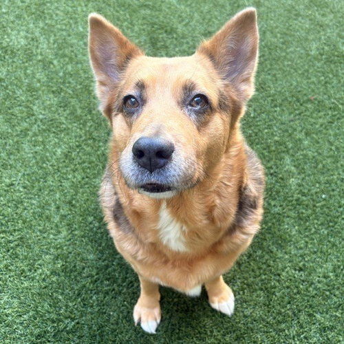 Mako the Senior!