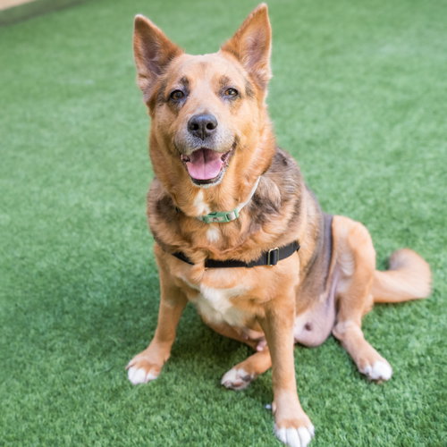 Mako the Senior