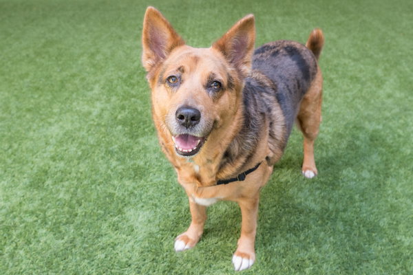 Mako the Senior!