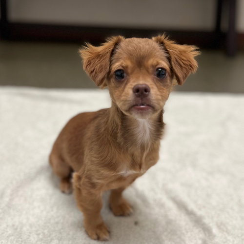 Cricket the Puppy!