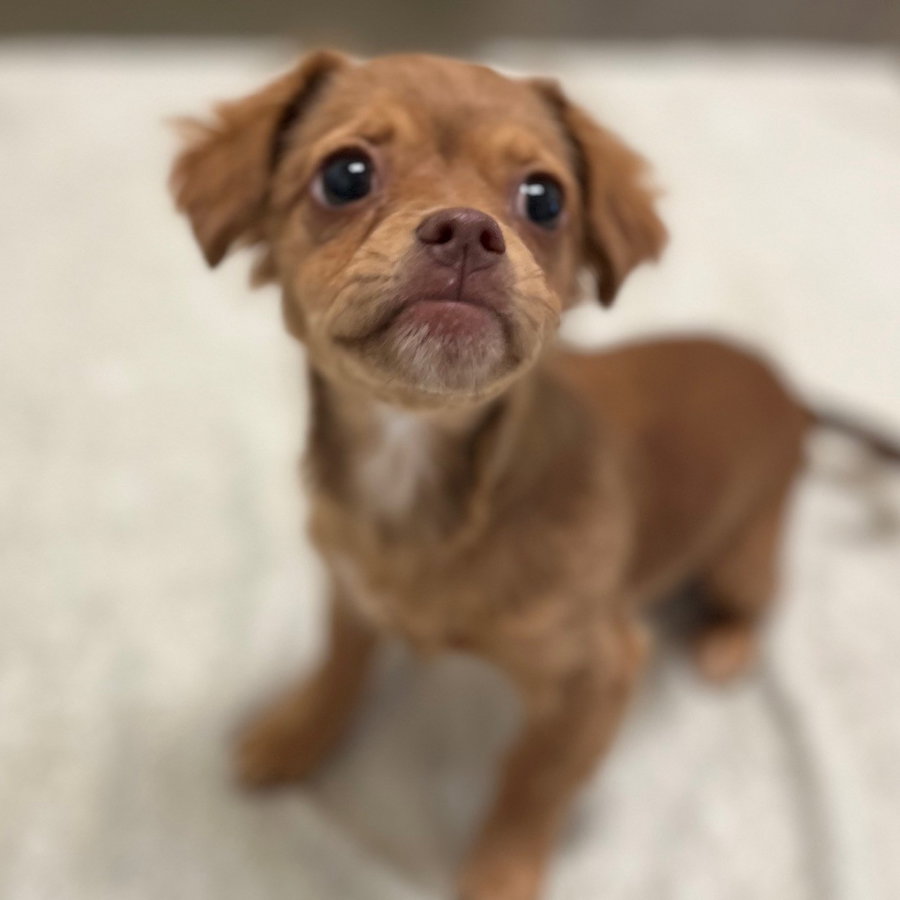 Cricket the Puppy!