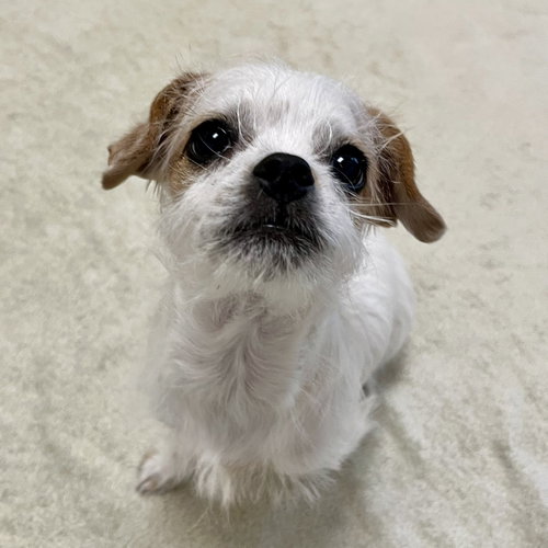 Dandy the Puppy!