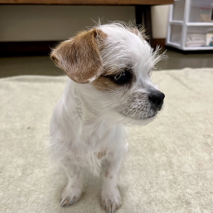 Dandy the Puppy!