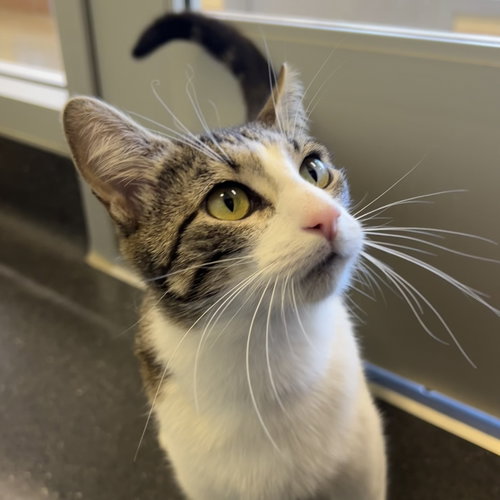 Debbie, Adult Domestic Short Hair (short coat), cat for adoption in San Bruno, California