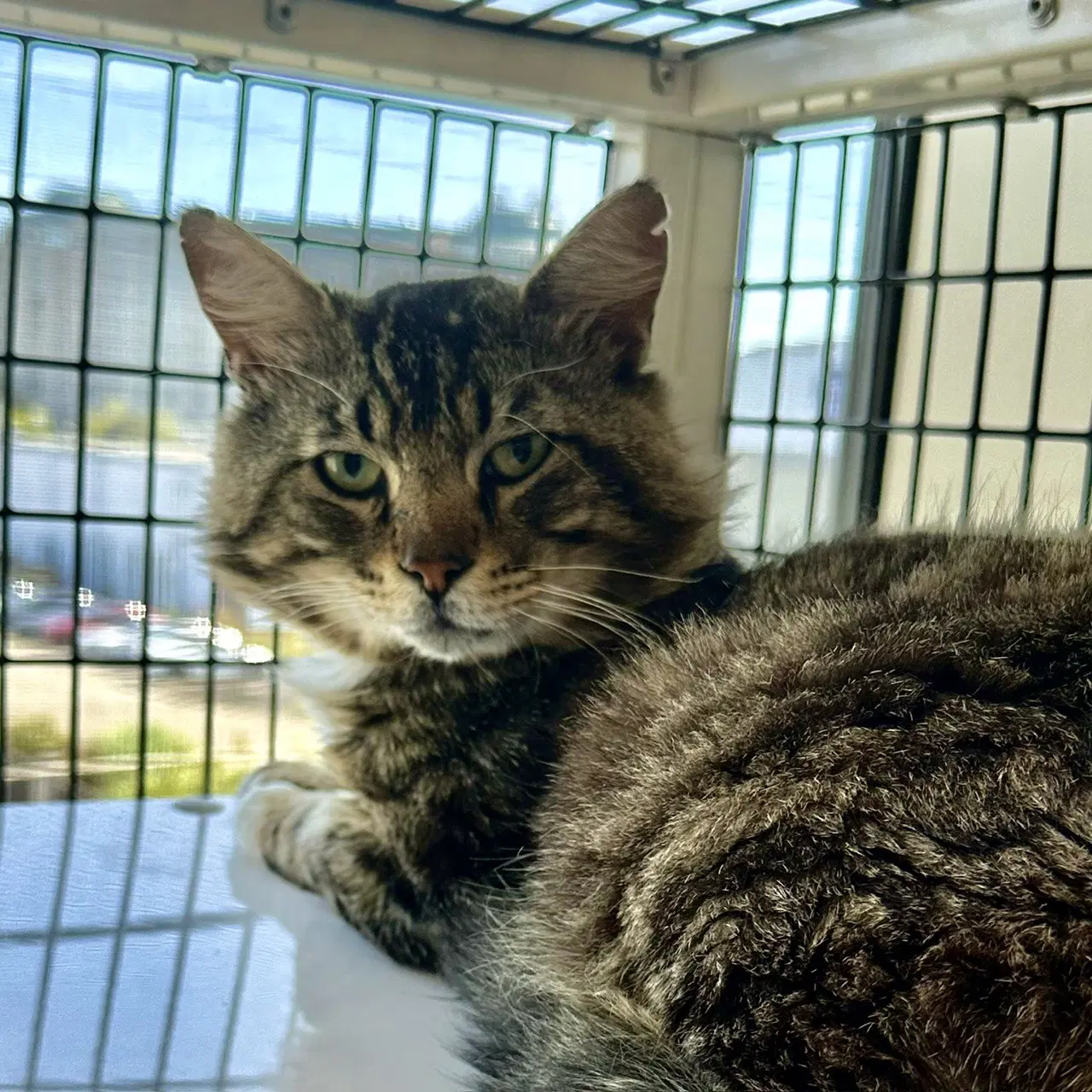 Elvis - Domestic Short Hair